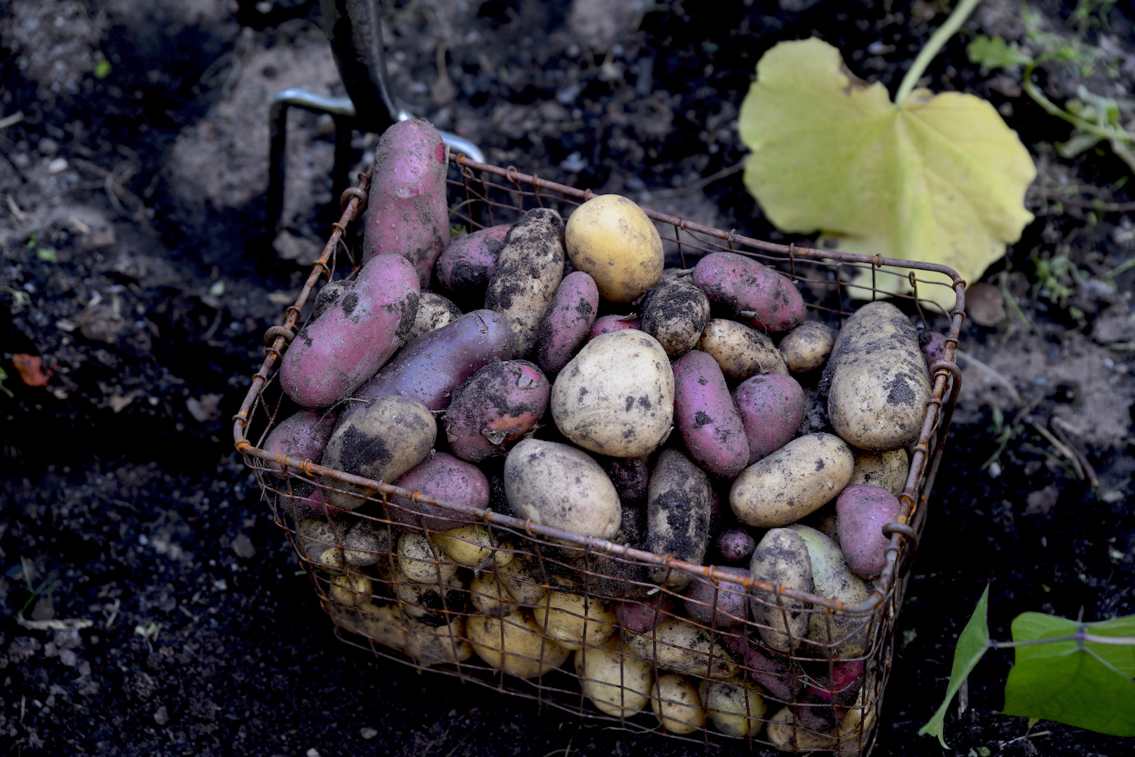 Så kan du skapa egna potatisplantor på fyra olika sätt
