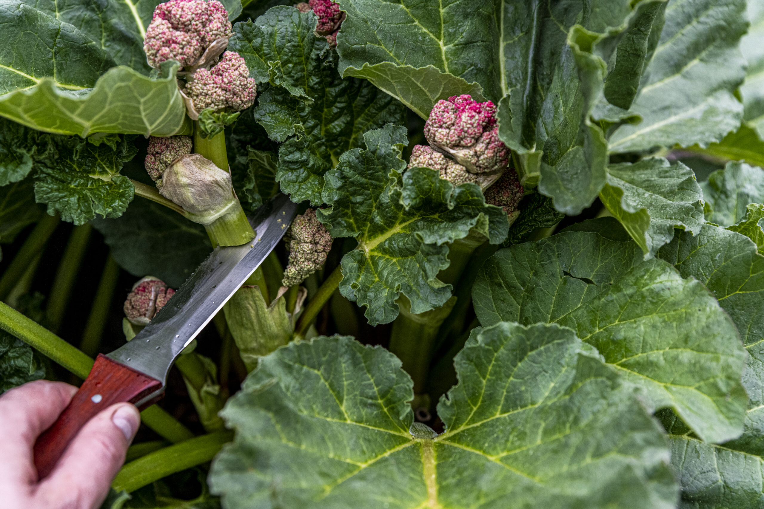 Ska man ta bort rabarberblommorna eller inte?