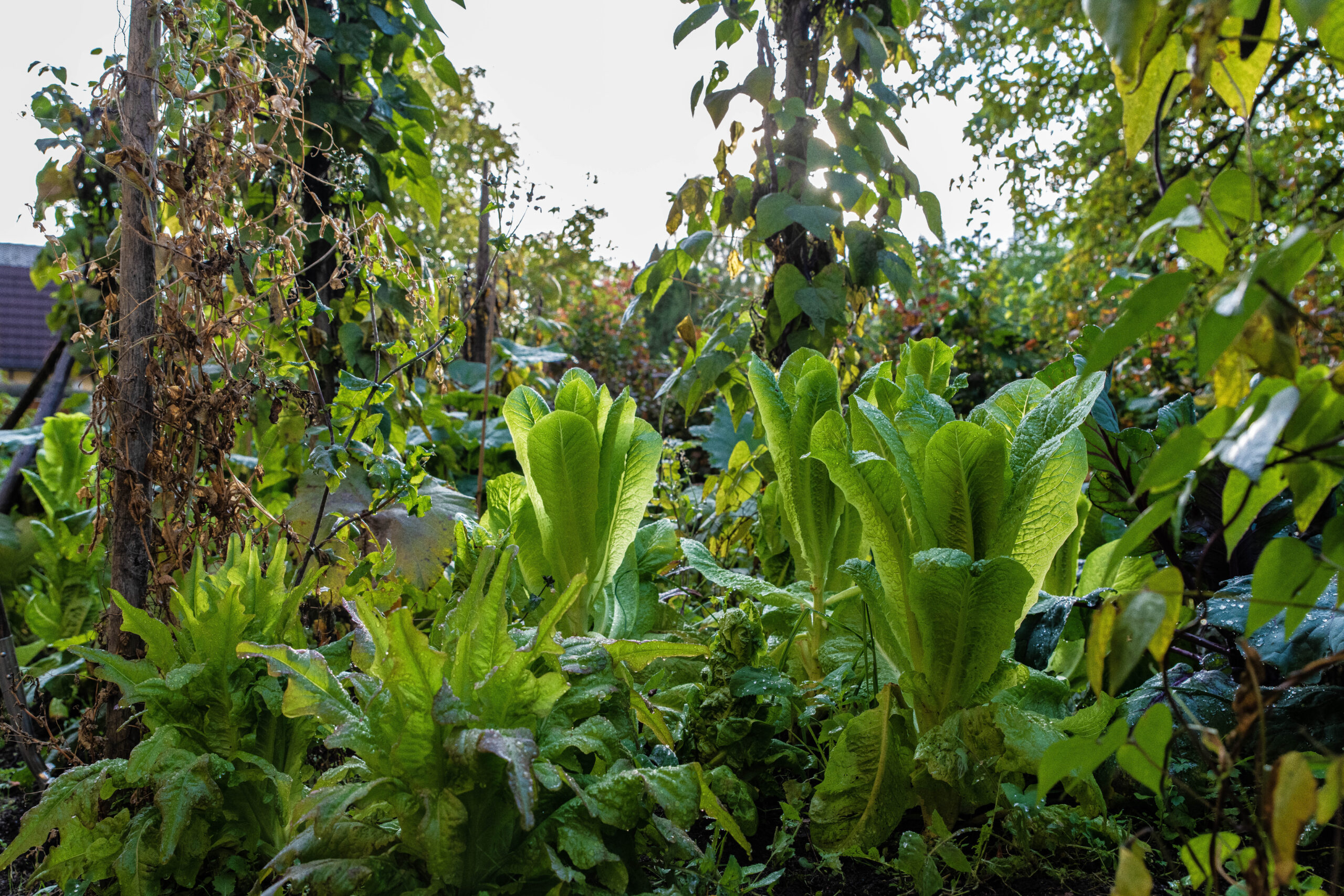 Odlingsdag på Björnögården i Västerås den 27/5