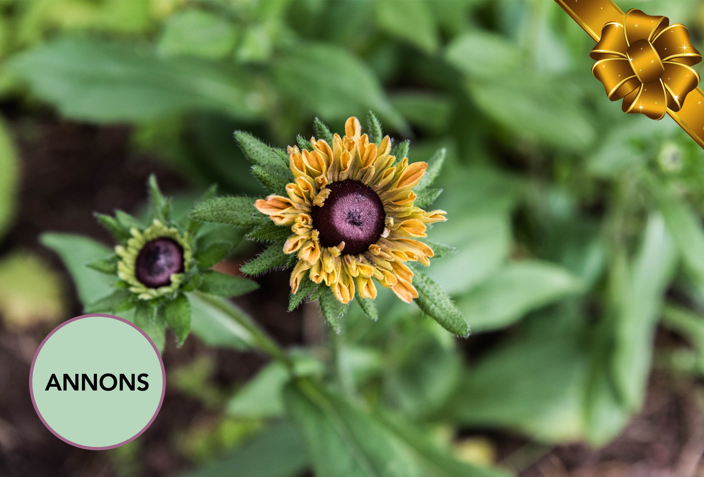 Sommarpresent till trädgårdsintresserad!