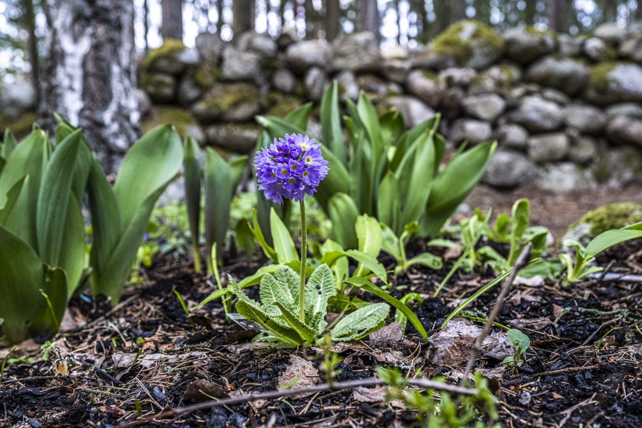 Tidig blomning i skogsträdgården