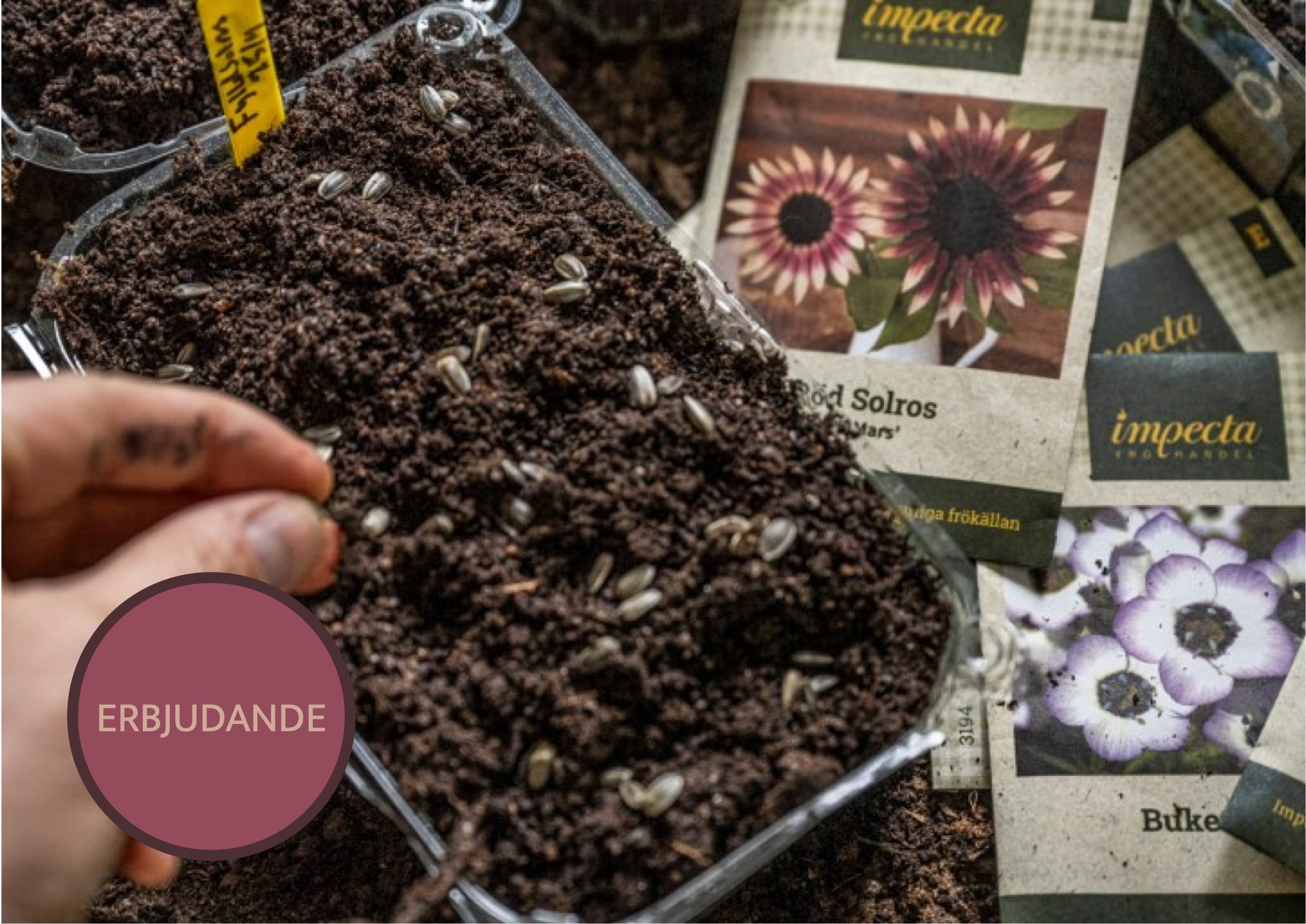 Locka pollinatörer till trädgården med vackra dragväxter