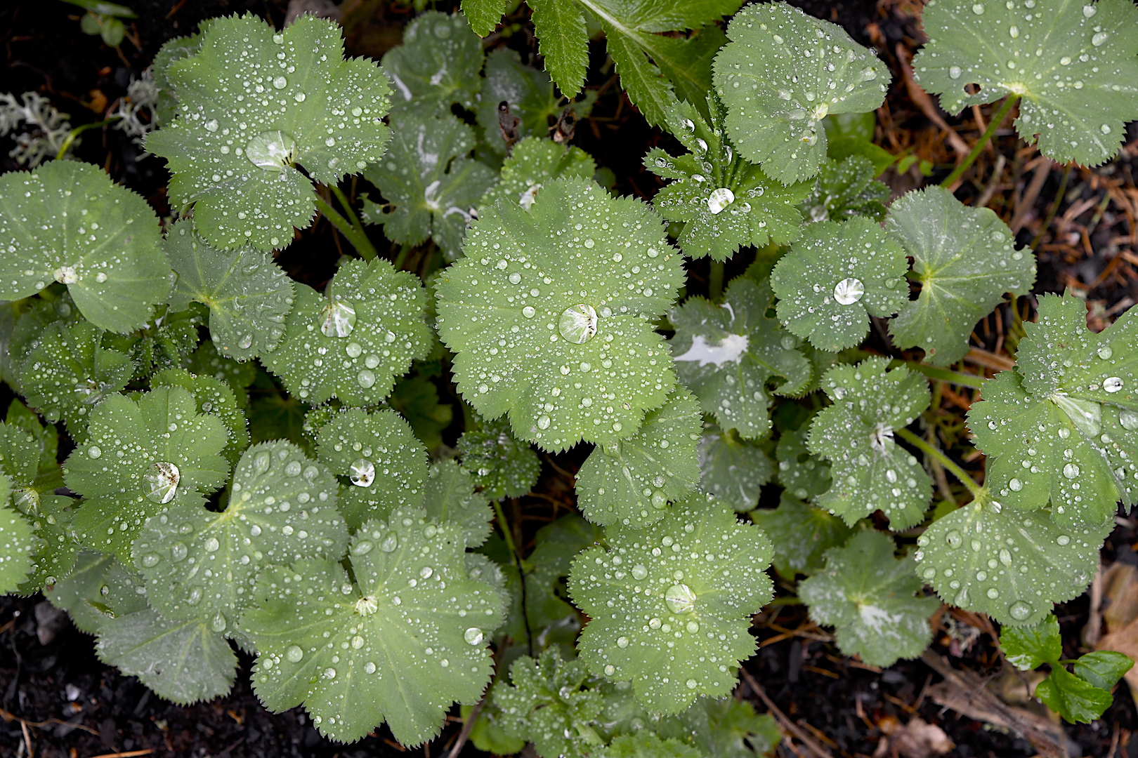 Dela jättedaggkåpa och få flera plantor
