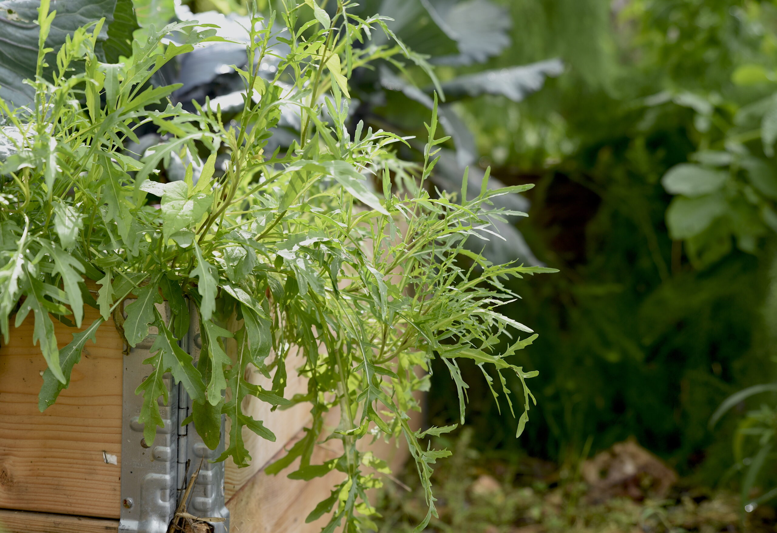 Odla rucola – från sådd till skörd