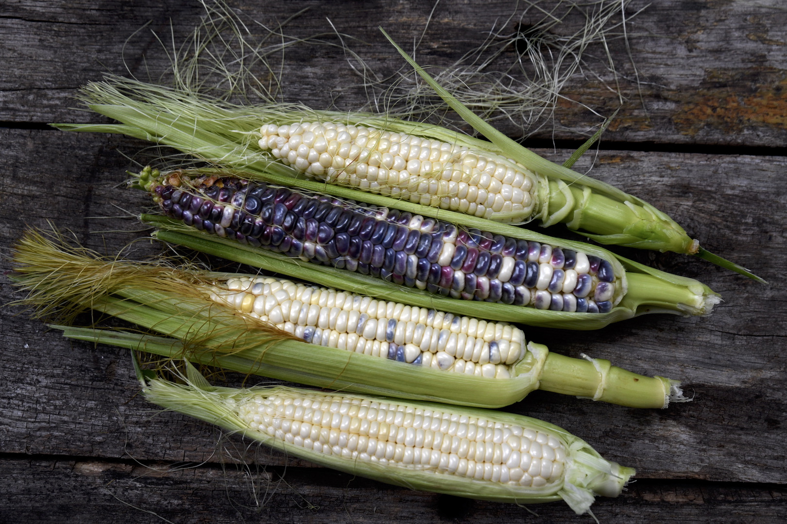 Majs – skörda, lagra och laga