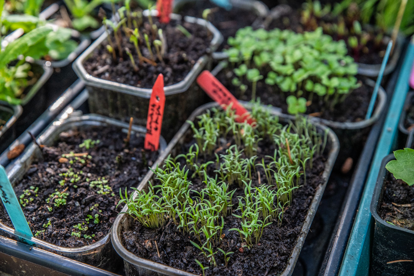 Vi sår våra frön i frukt och grönsakslådorna