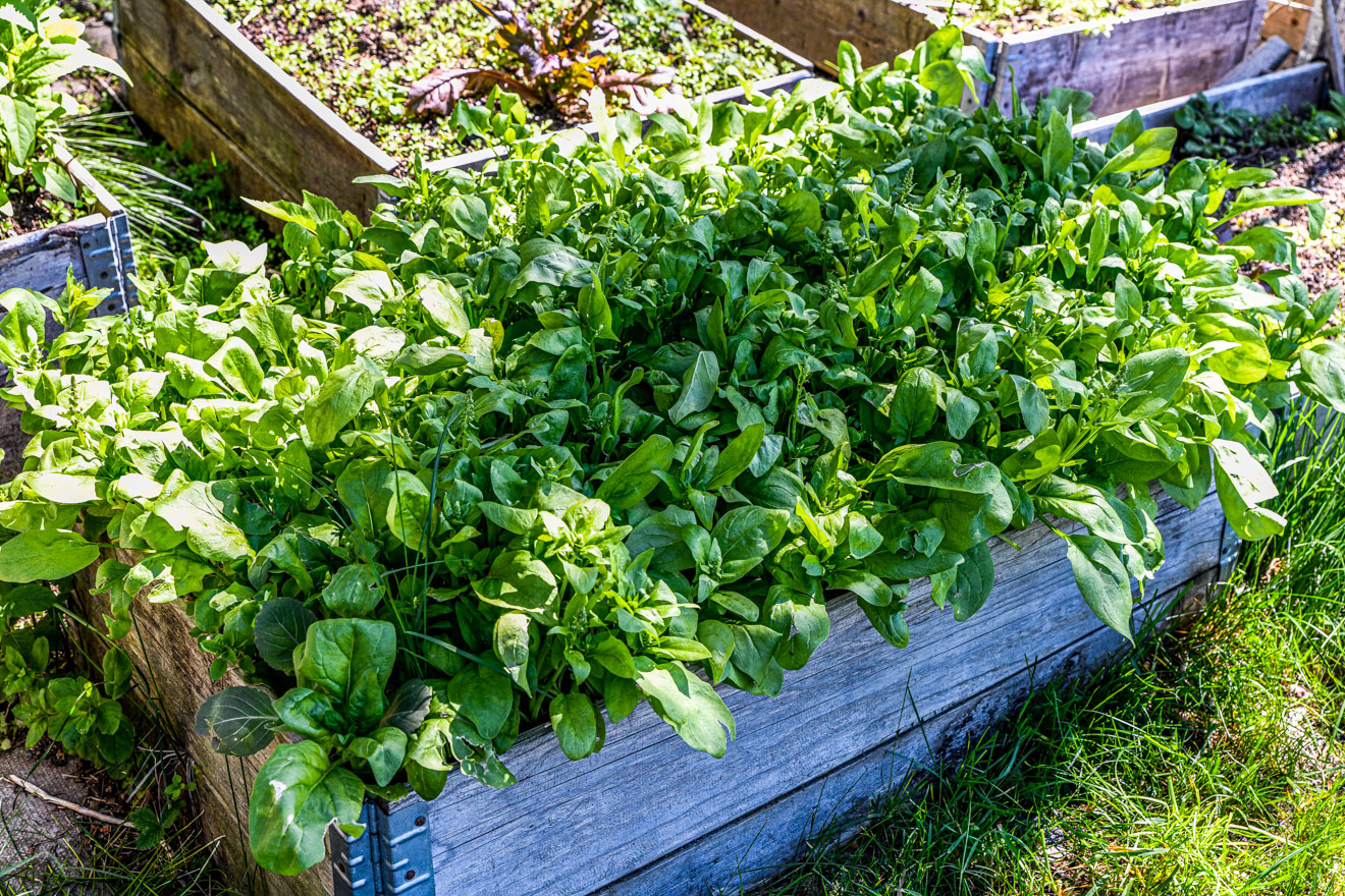 Hur mycket spenat blir det i en pallkrage?