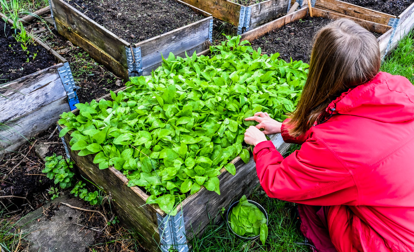 Odla kallt – vinterså spenat i pallkrage och på friland