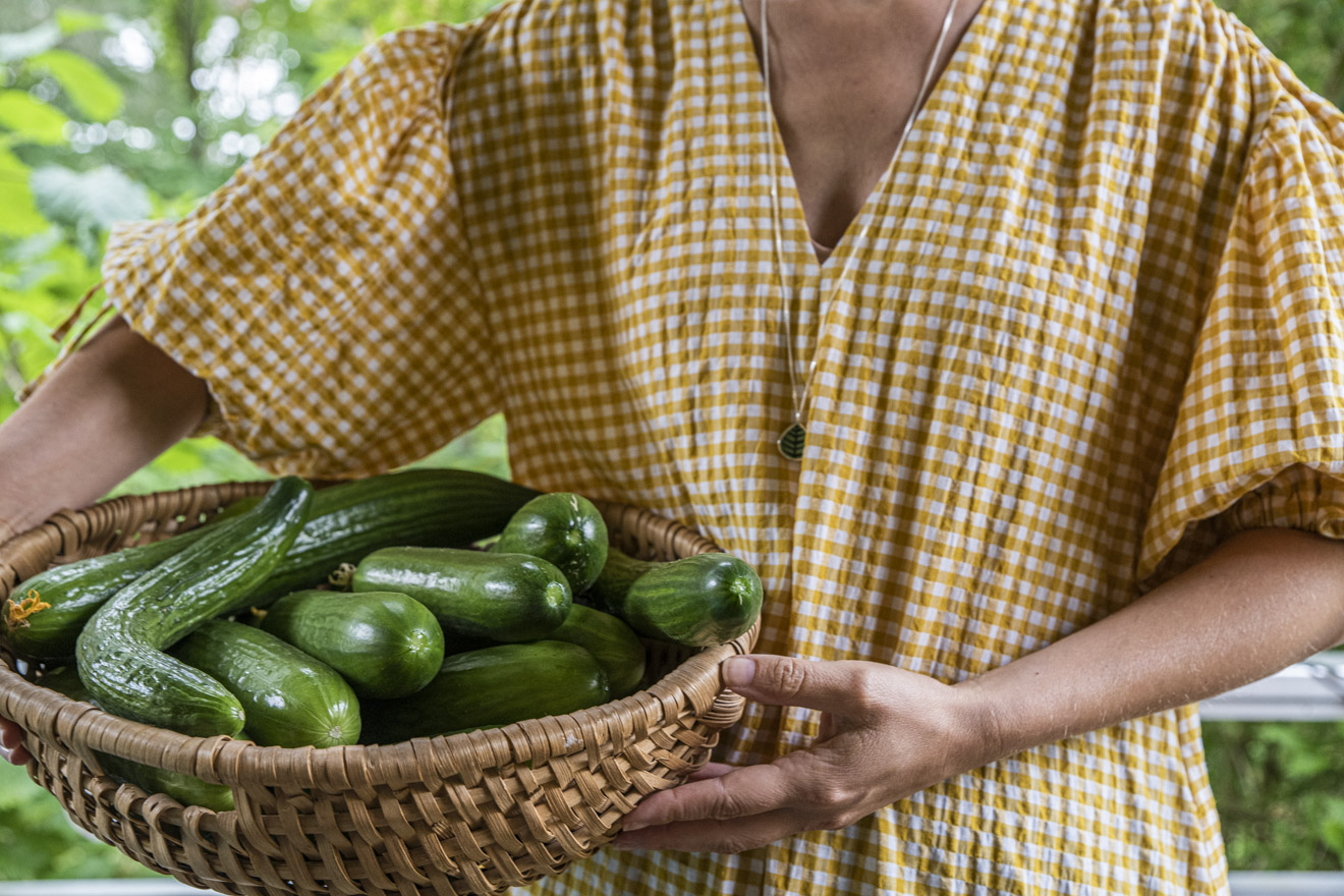 Skörda gurka – om partenokarpa sorter, skördetid och beska gurkor.