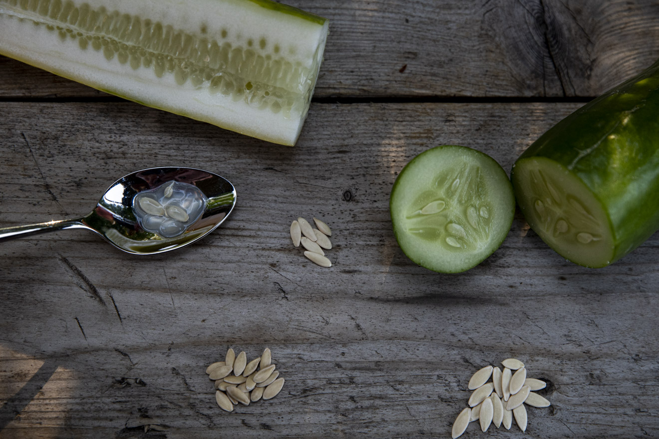 Så gör du för att ta frön från gurka