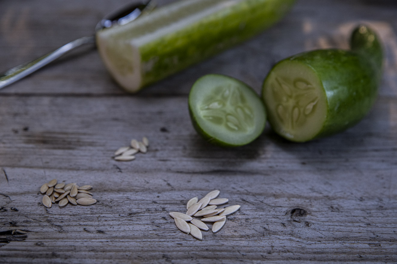 Hur viktigt är det att så sina gurkfrön liggande