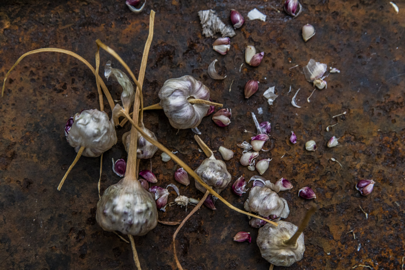 Vitlöksbulbiller – så minilökarna och skörda lyxigt vitlöksgräs