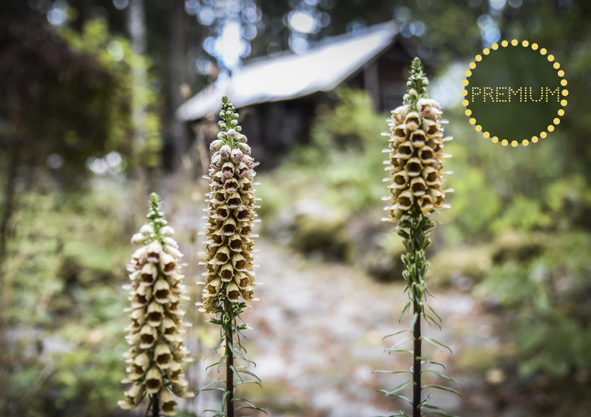 Digitalis ferruginea – en ståtlig blomma i vår rabatt