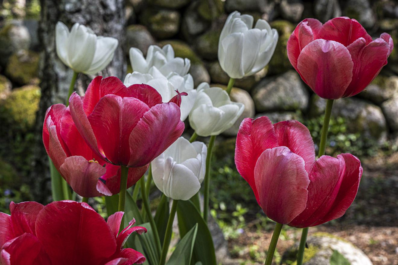 Våra bilder – vårt ansikte utåt – vår resa