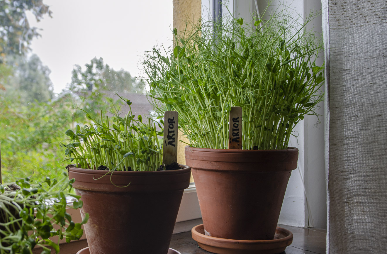 Odla ärtskott – en superenkel gröda att odla själv