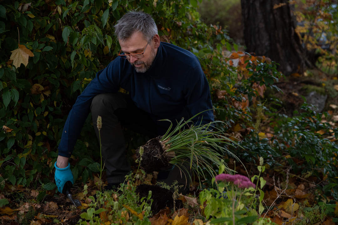 Kom ihåg att plantera perennerna innan vintern