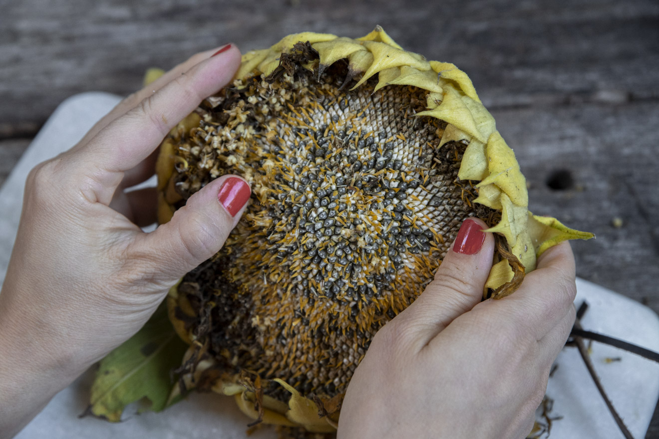 Skörda solrosfrön från egna solrosor