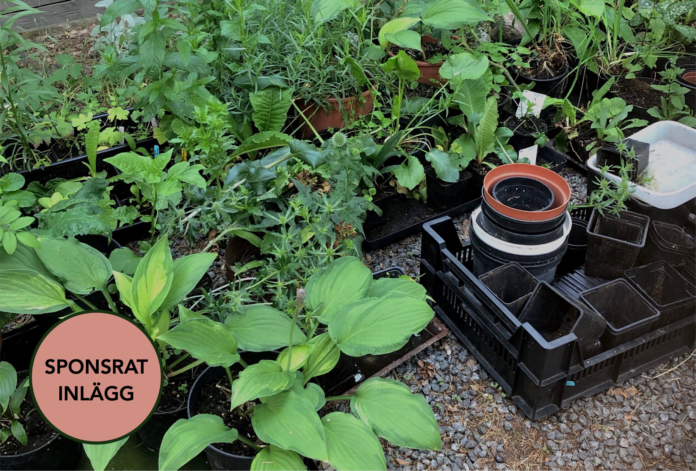 Hur gick det med våra höstsådda perenner?