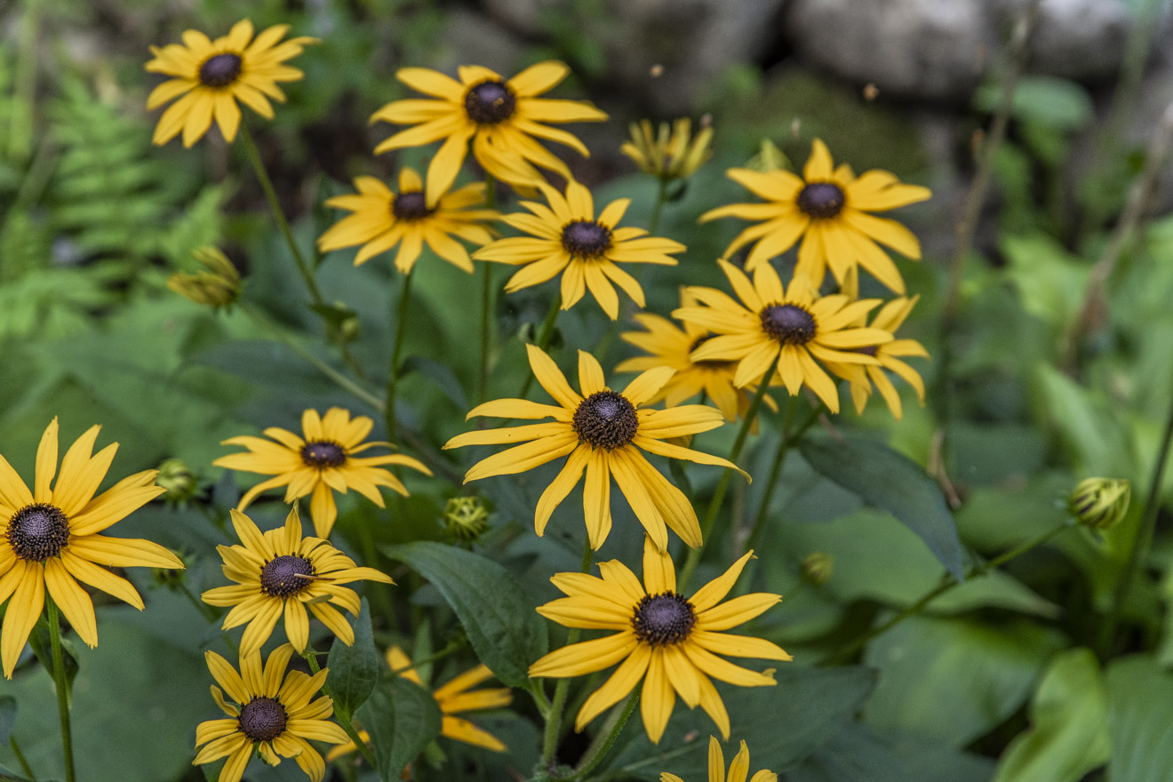 Odla kallt – vinterså solhatt