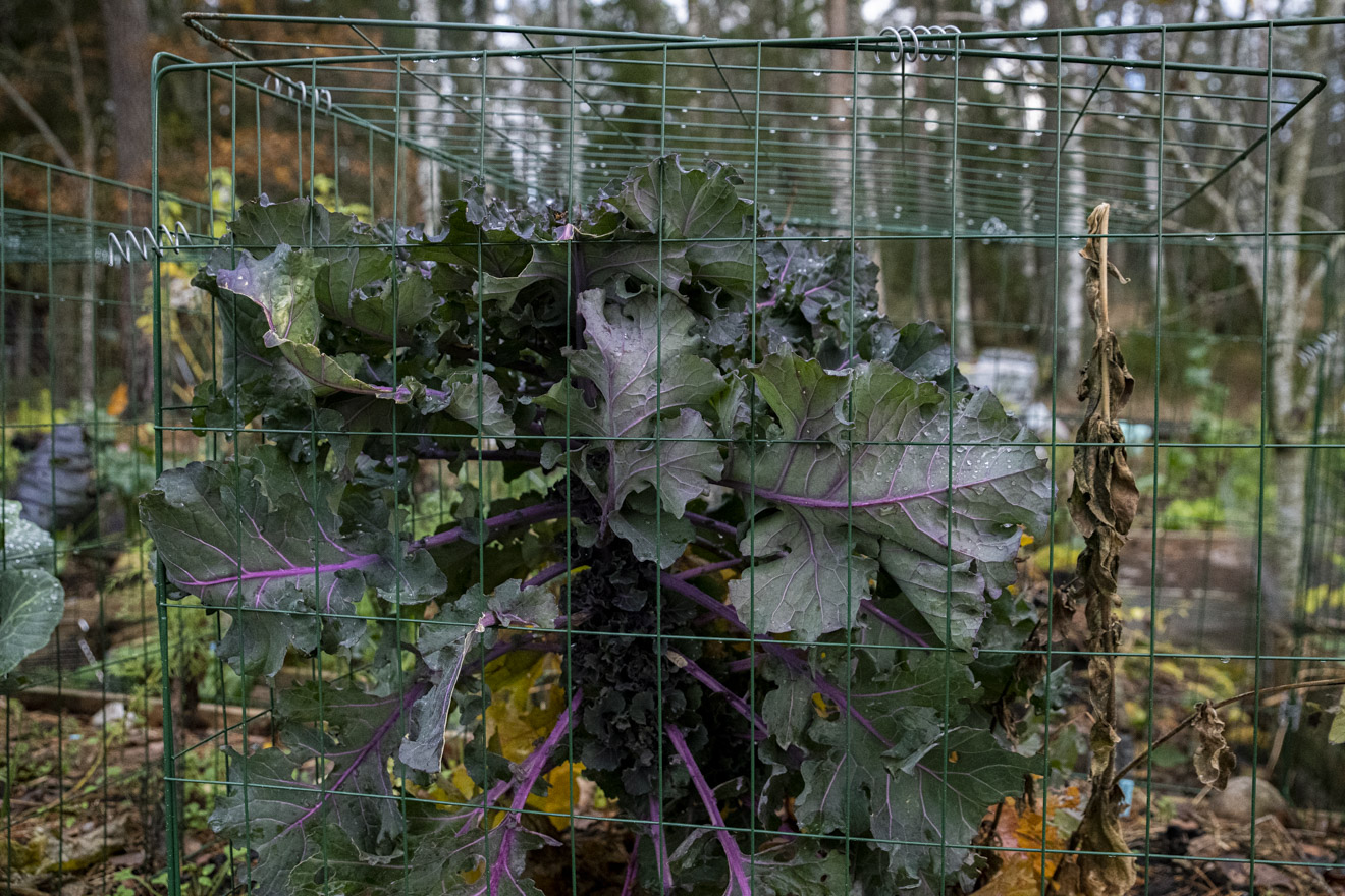 Stängsla in kål och andra växter med kompostgaller