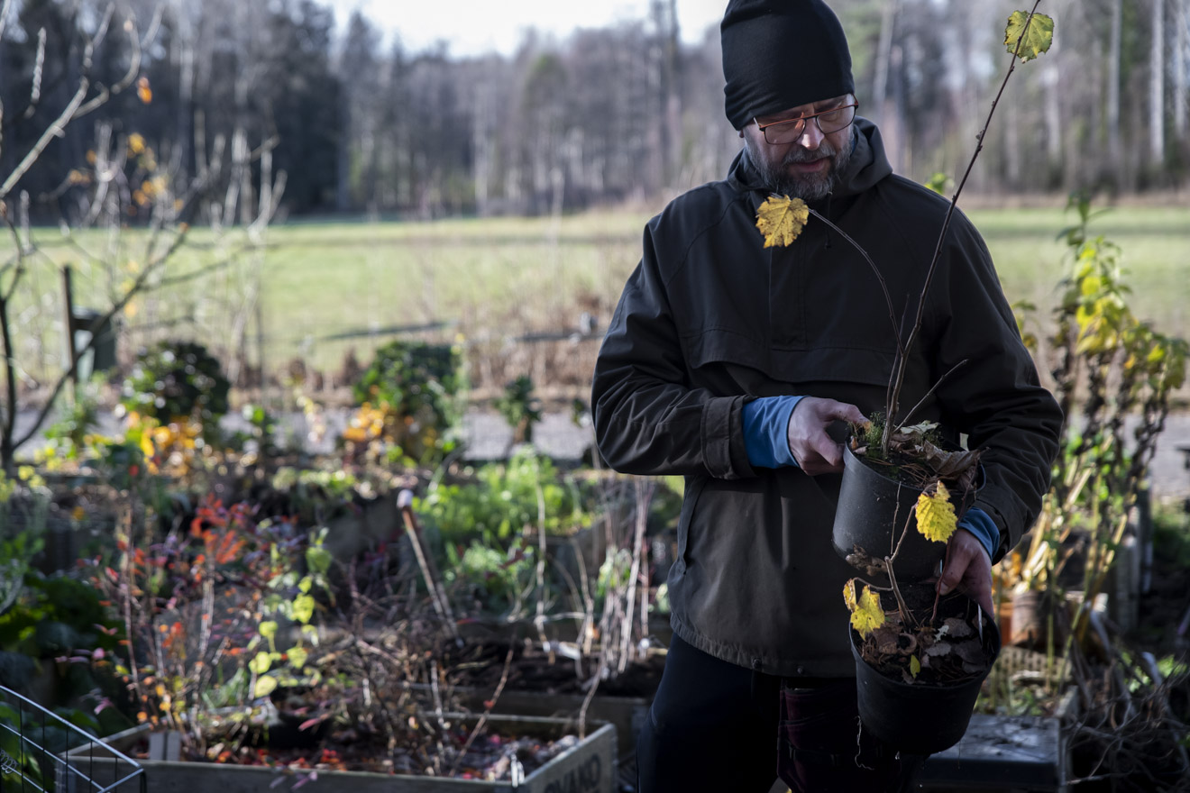 Jordslå krukodlade plantor så att de överlever vintern
