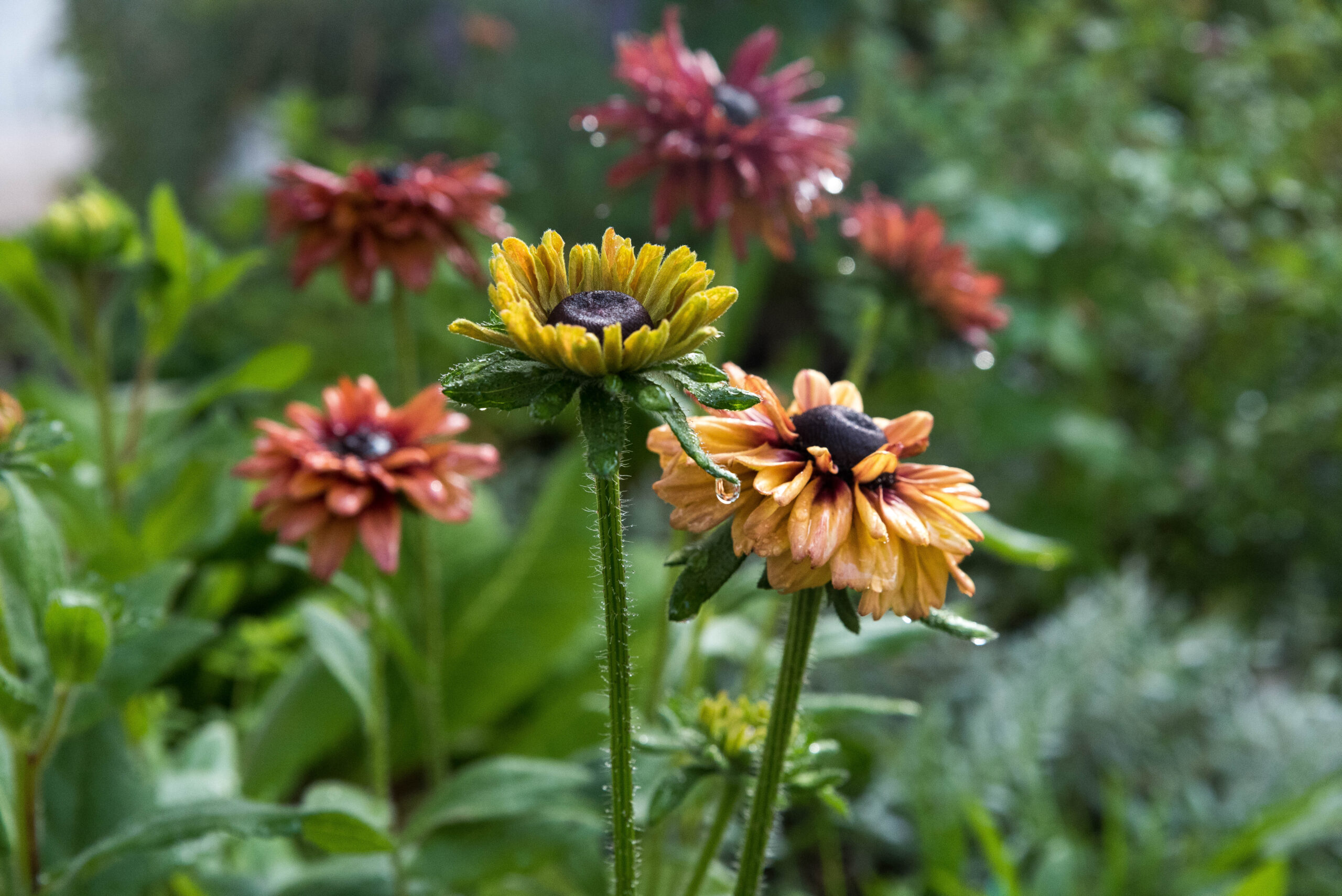 Rudbeckia Sahara – en färgklick i rabatten