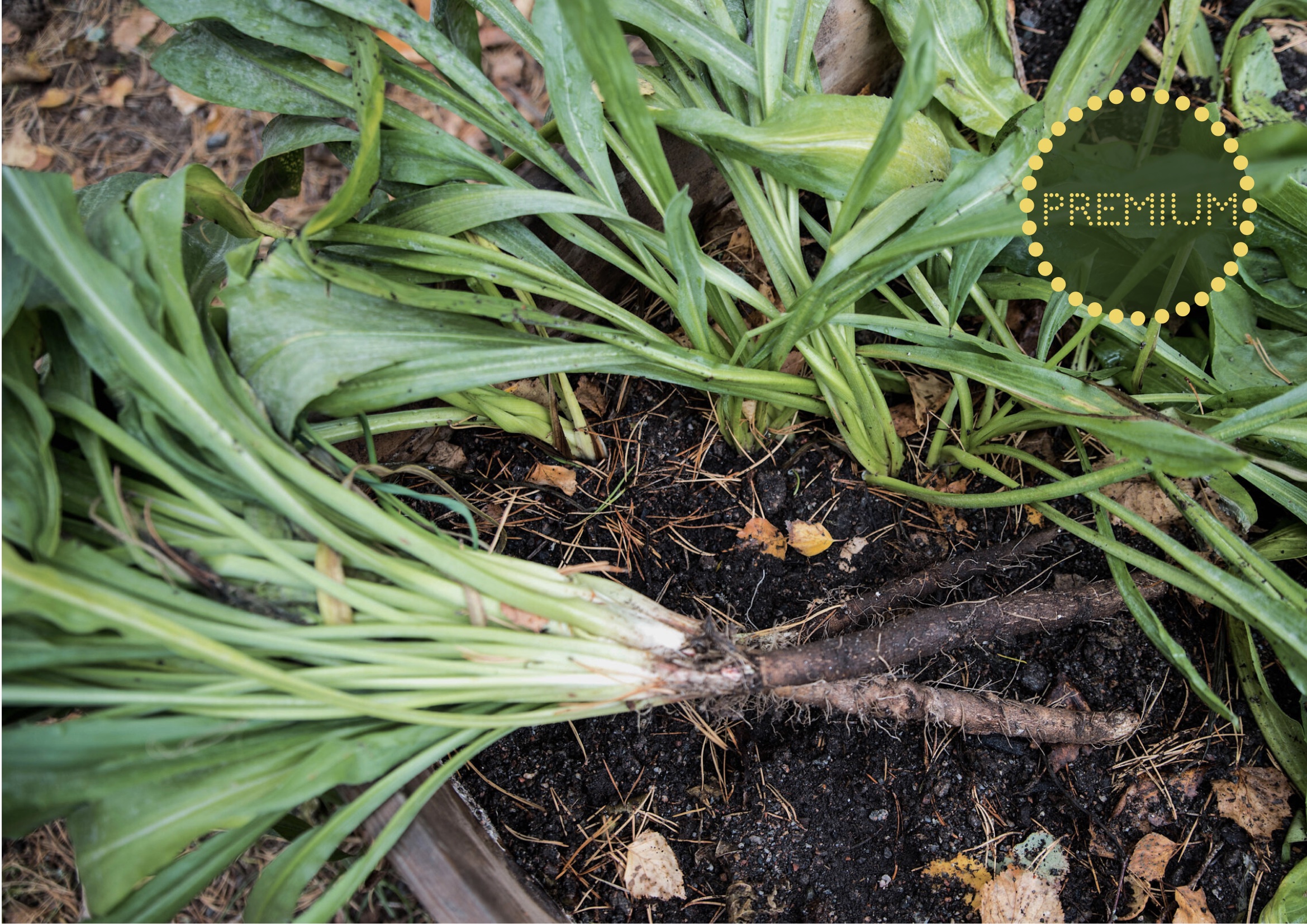 Odla svartrot – från sådd till skörd