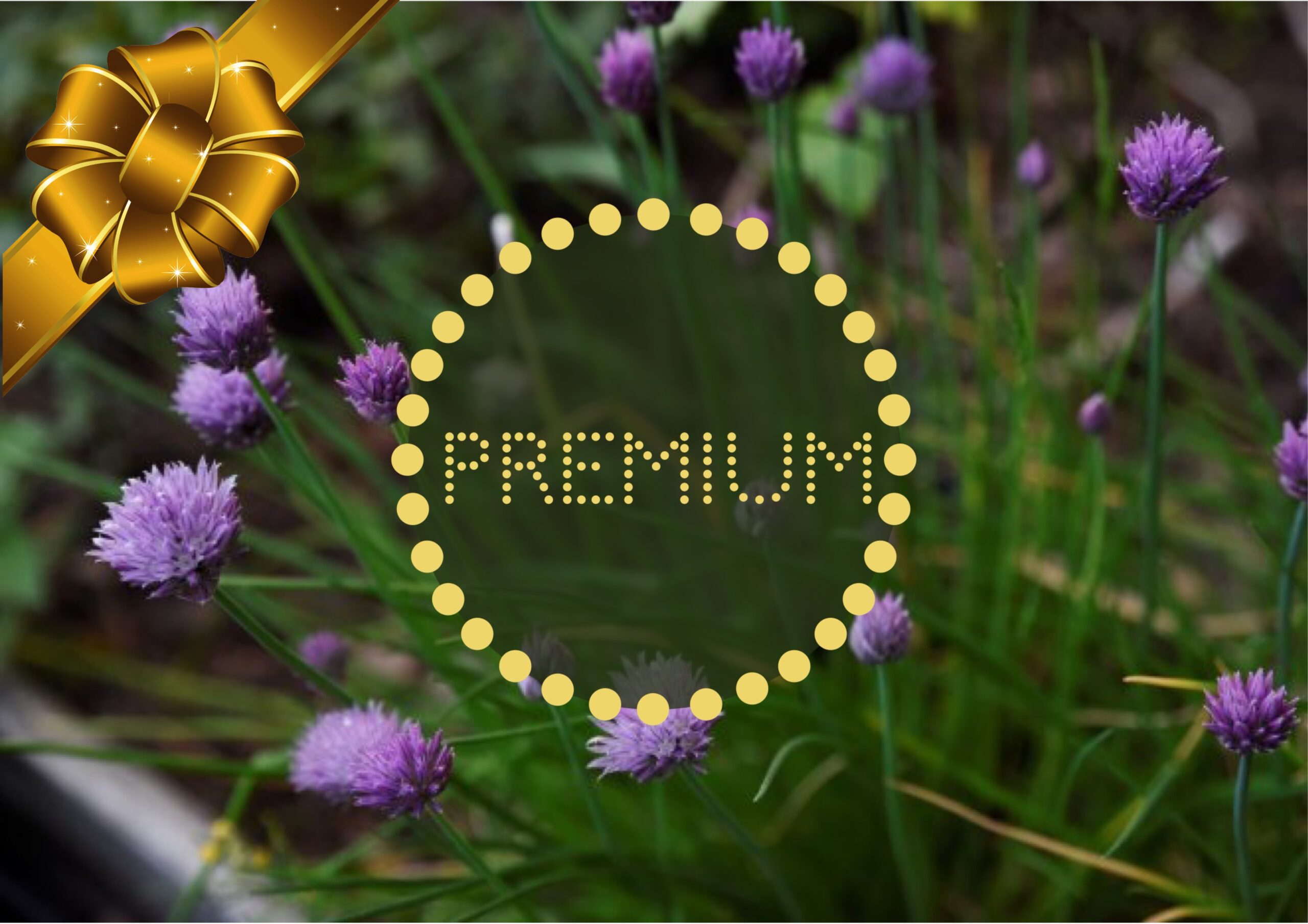 Köp en Premium-prenumeration i julklapp