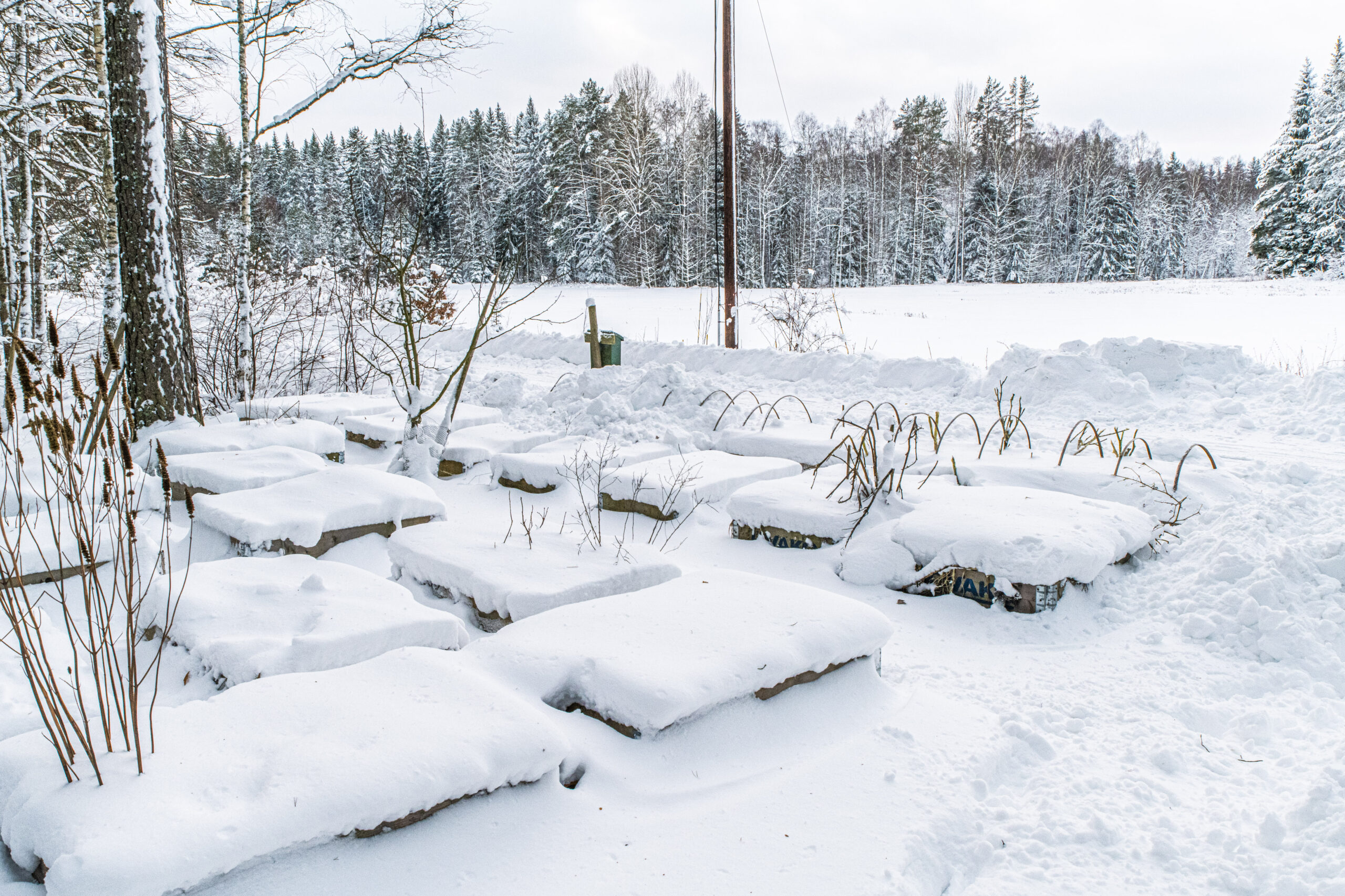 Vinterså grönsaker i januari – så lyckas du med tidig sådd utomhus