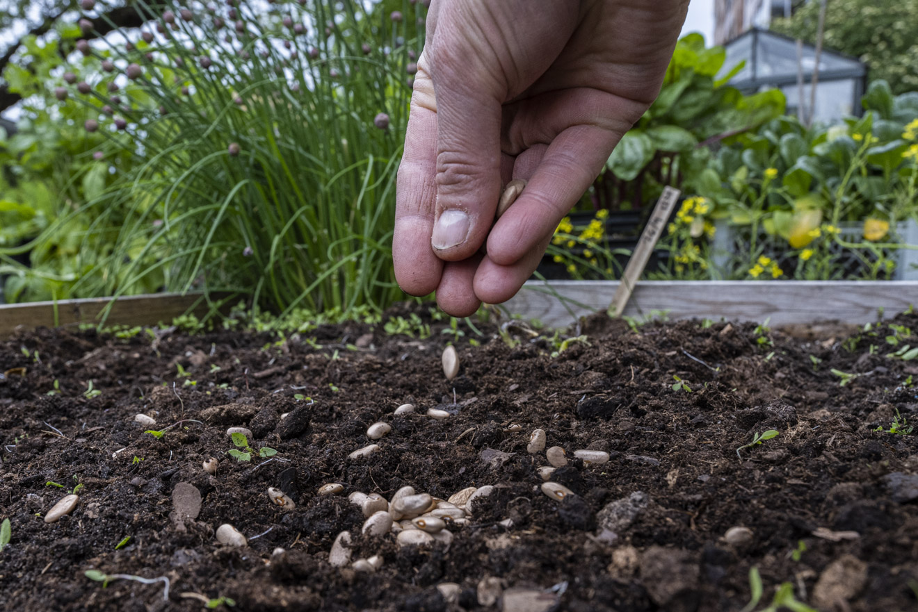 Direktsådd – enklaste vägen till skörd (så lyckas du)