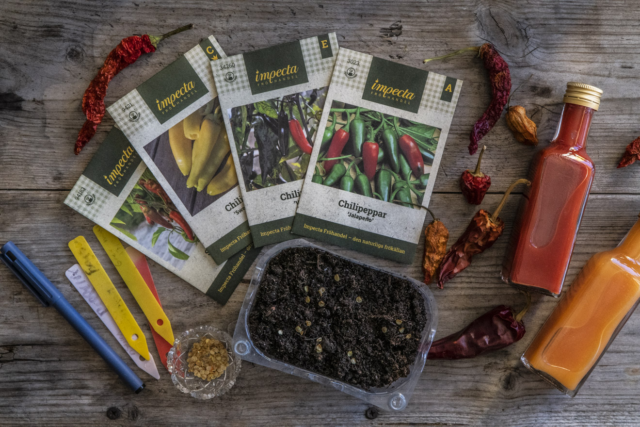 Chili och paprika – dags att så frön