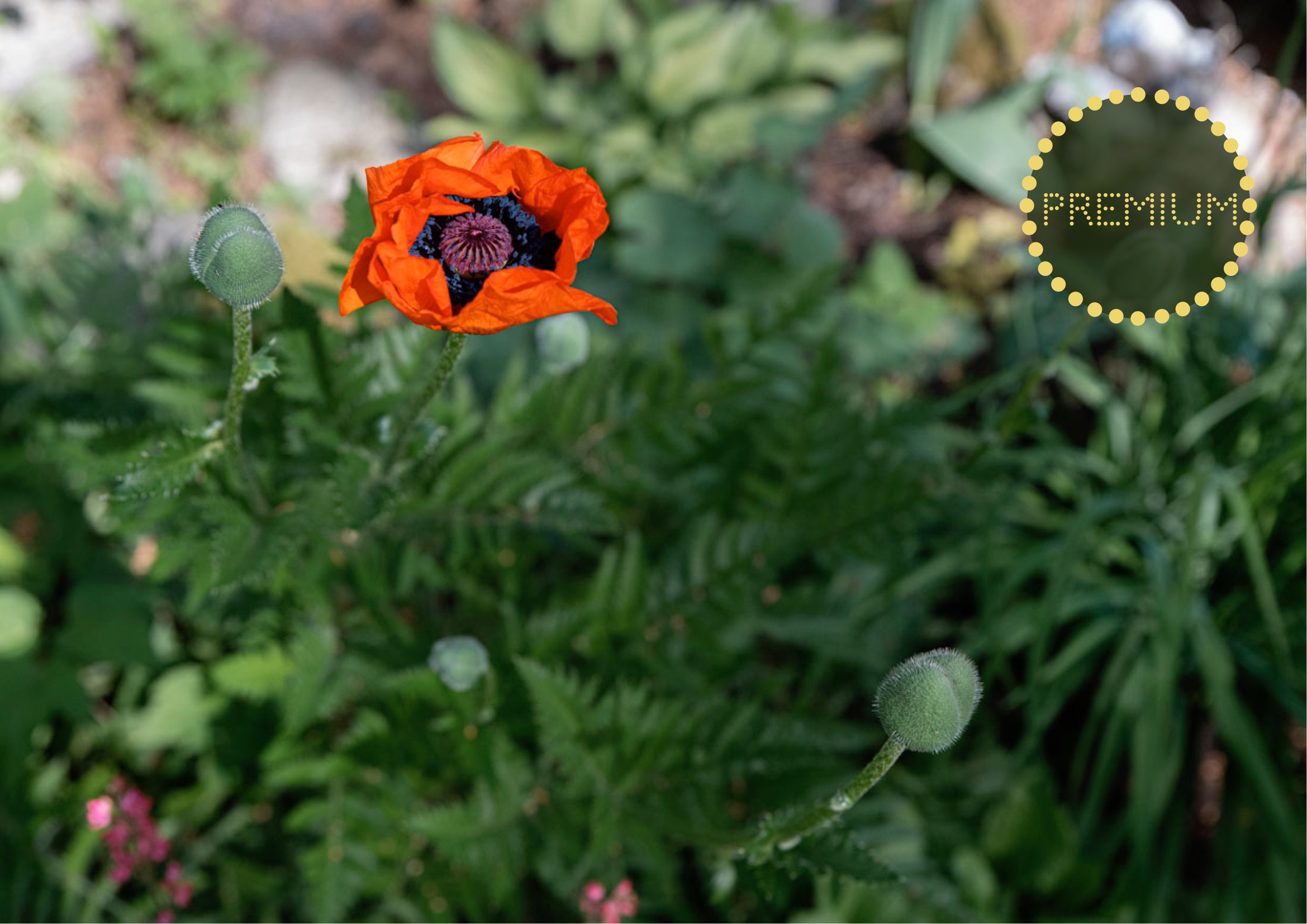 Jättevallmo – en svulstig och vacker försommarblomma