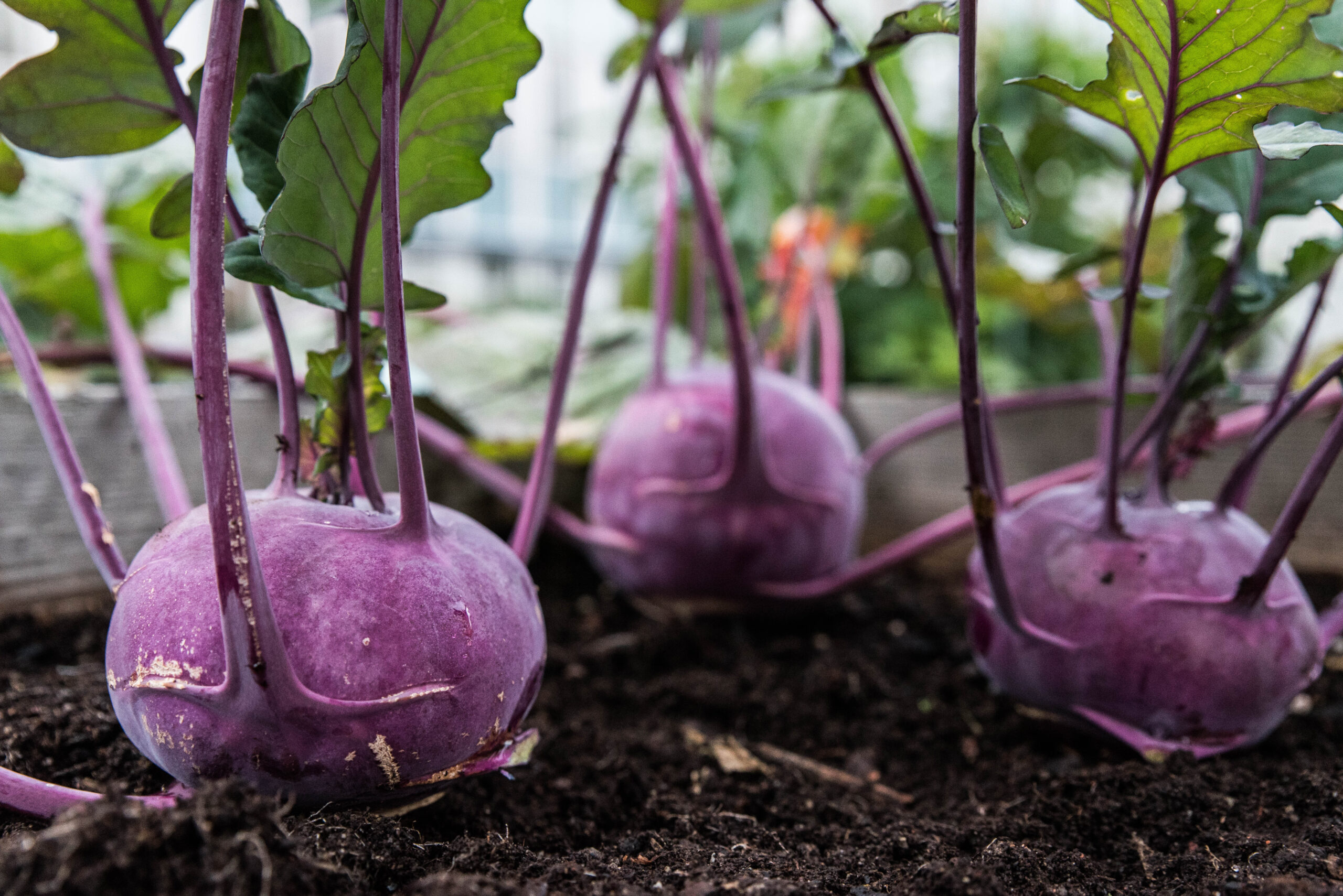 Odla kallt – vinterså kålrabbi