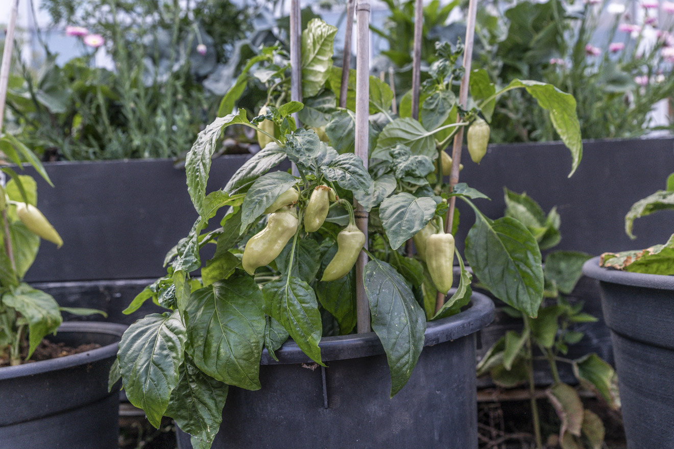 Paprika – skörda, lagra, laga