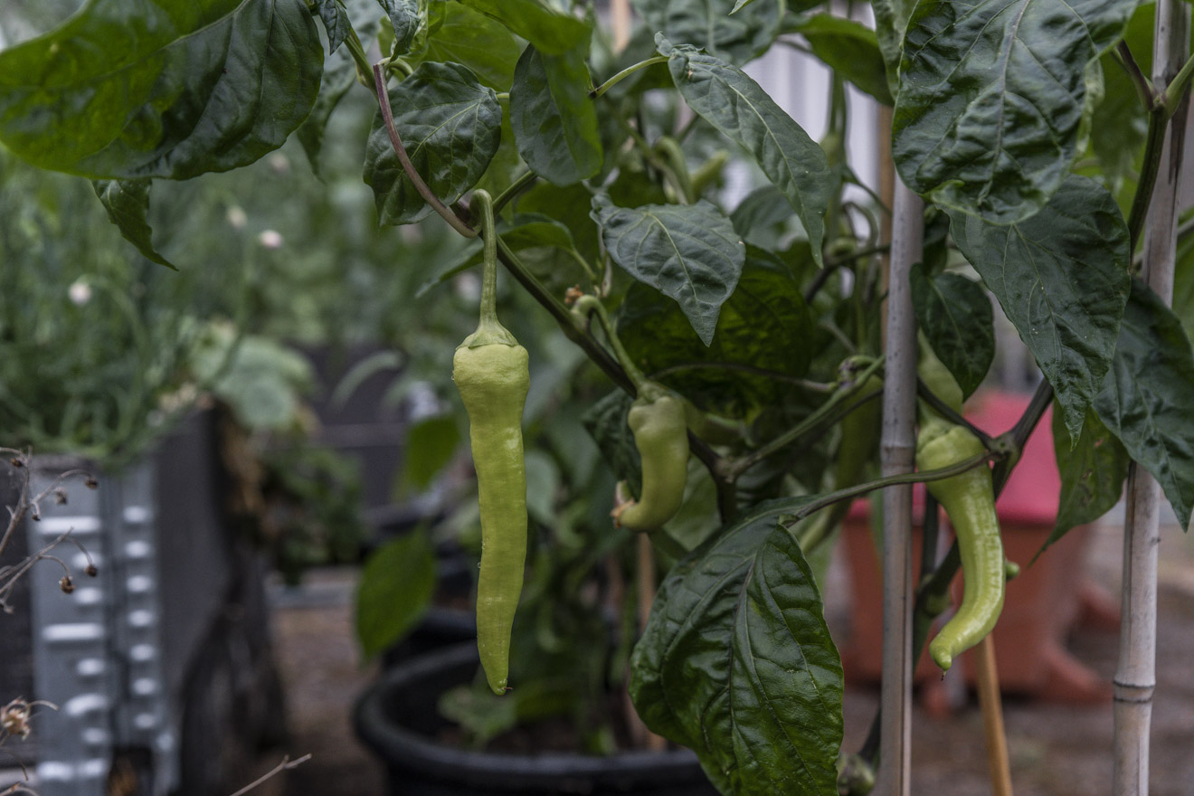 Tvångspollinera chili och paprika för tidig skörd