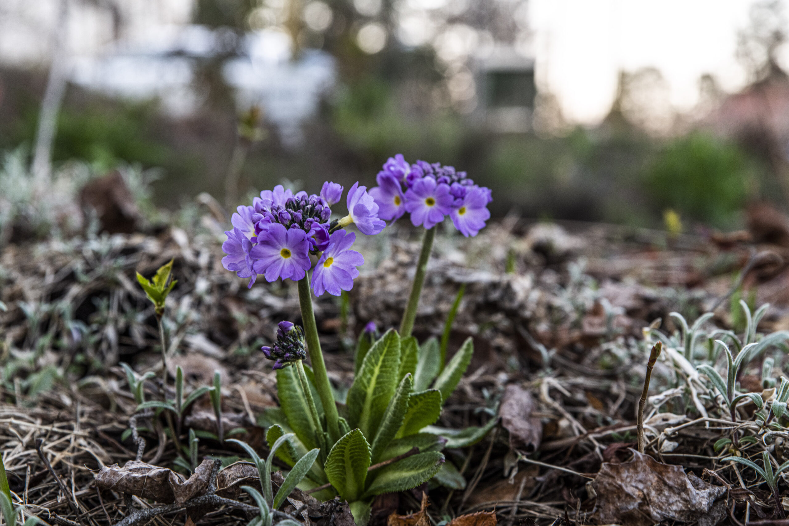 Primula – tidig vårfägring i våra trädgårdar