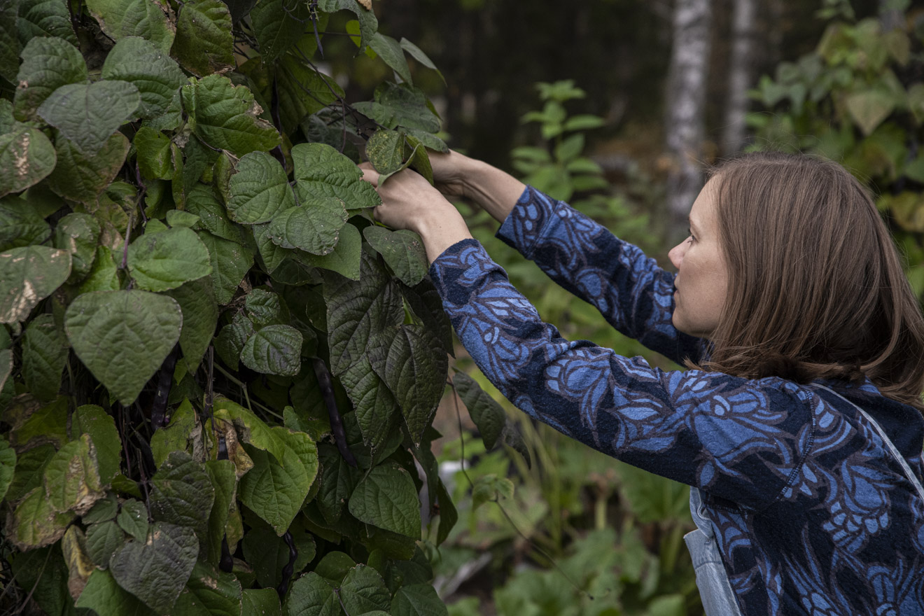 Odla störbönor – från sådd till skörd