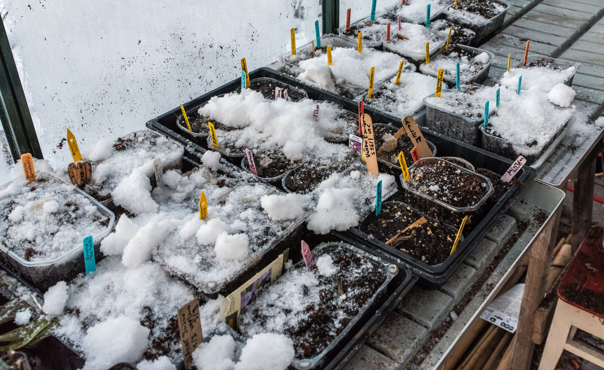 Grönsaker att så utomhus i februari