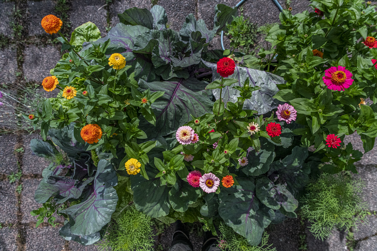 Vi sår zinnia kallt