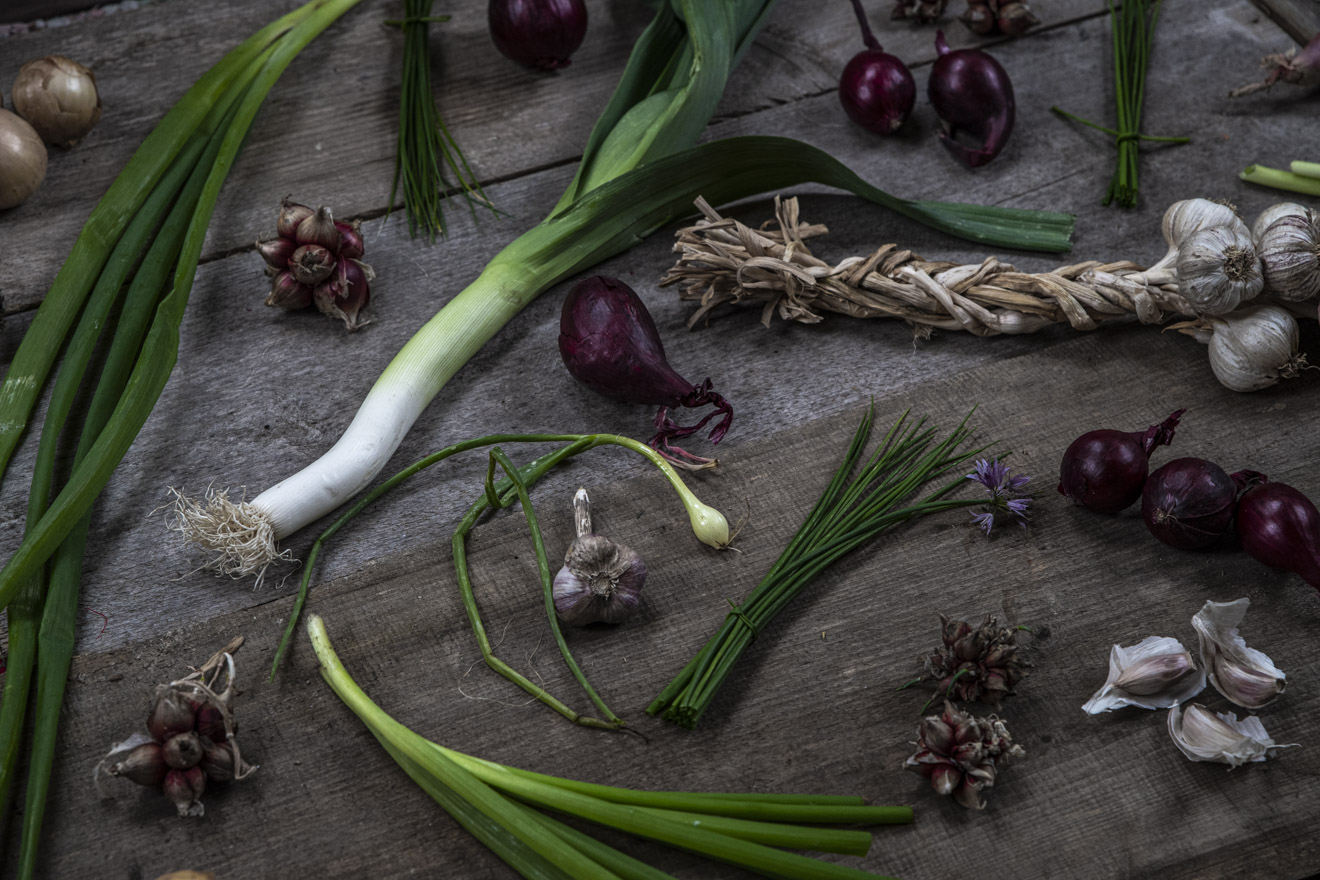 Fleråriga ätbara lökväxter att odla själv