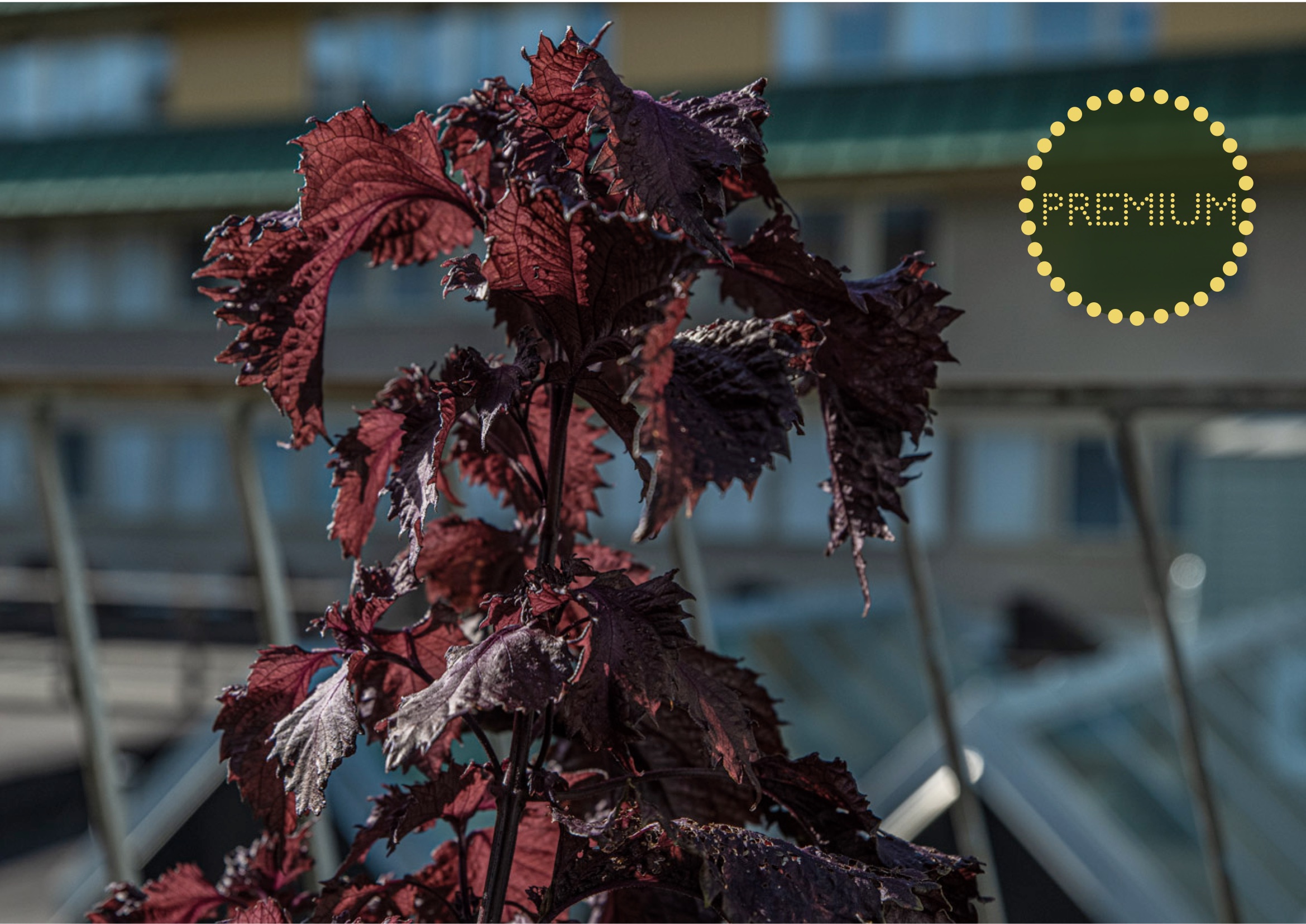 Odla shiso (bladmynta) – från sådd till skörd