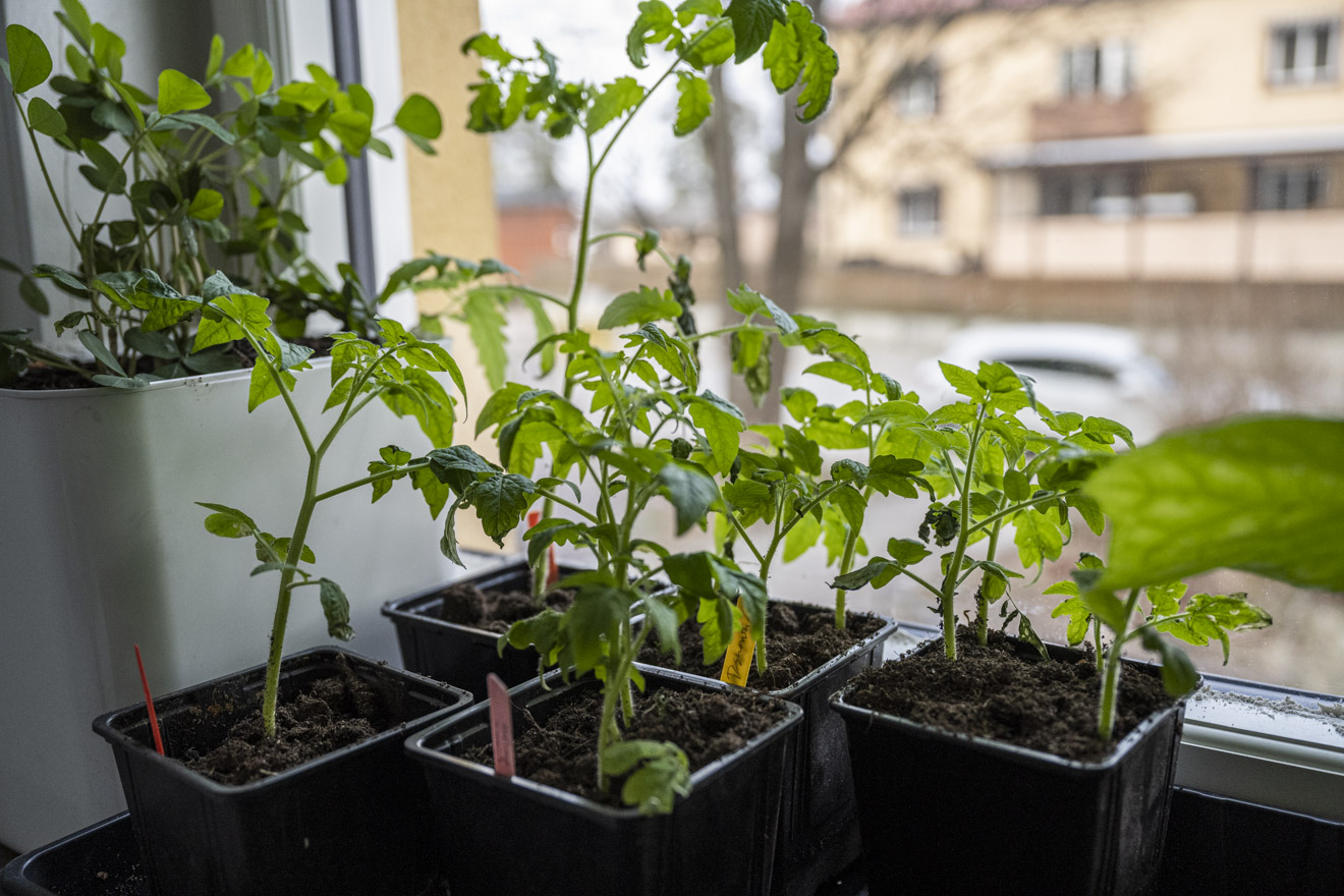 Ta tomatsticklingar och övervintra till nästa säsong