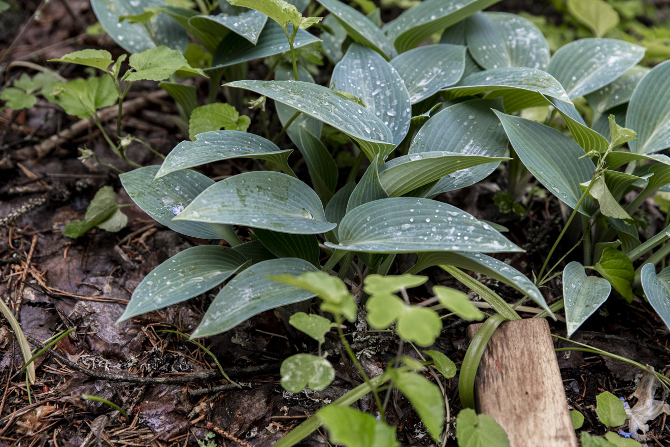 Funkia – vackra bladverk till skuggiga partier