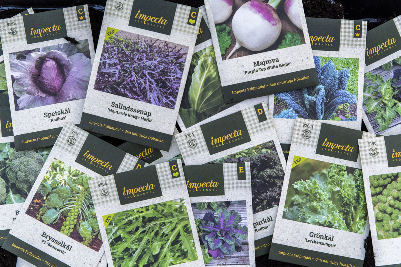 Så kål kallt – vinter och vårsådd – från frö till utplantering.