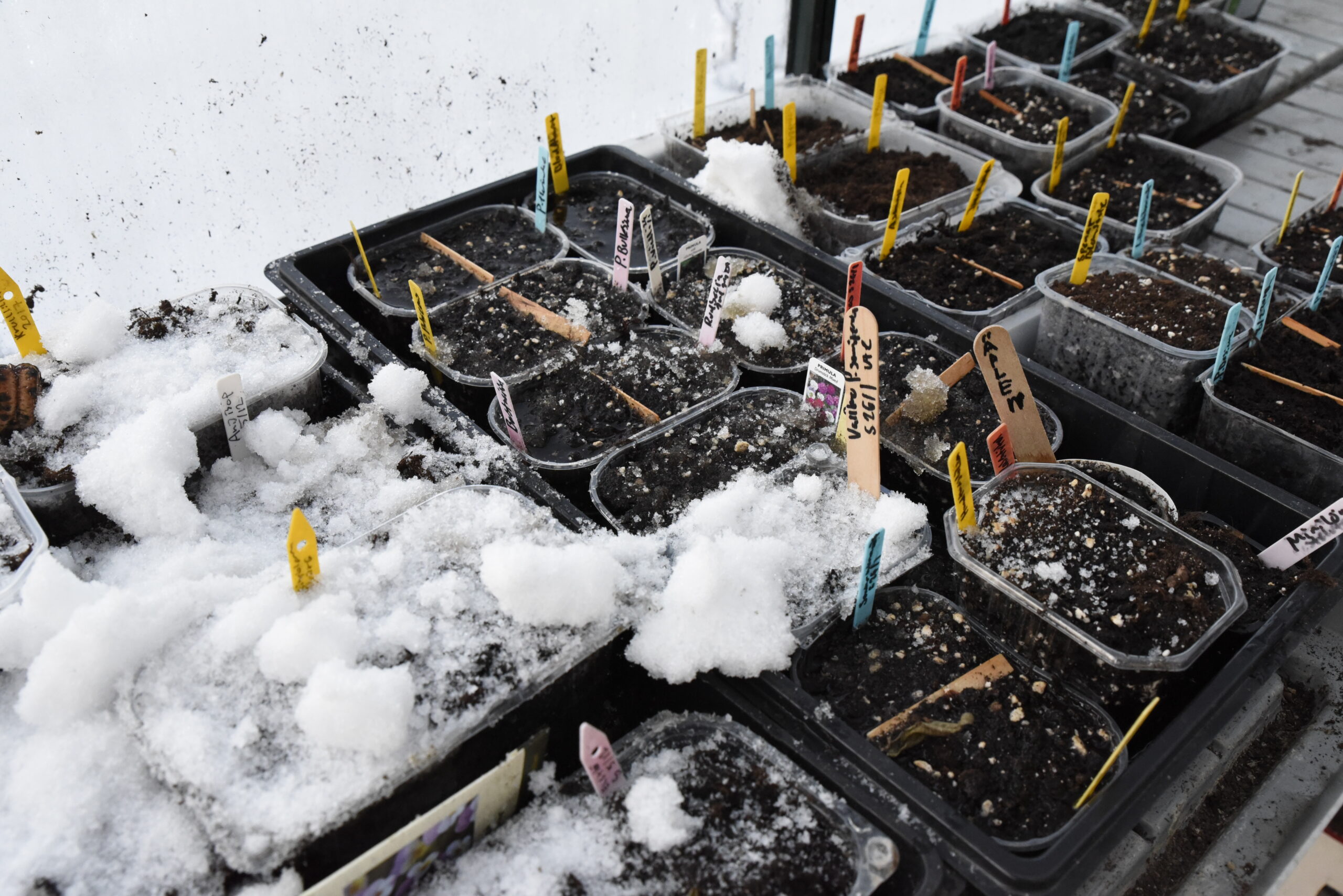 Grönsaker att så utomhus i mars