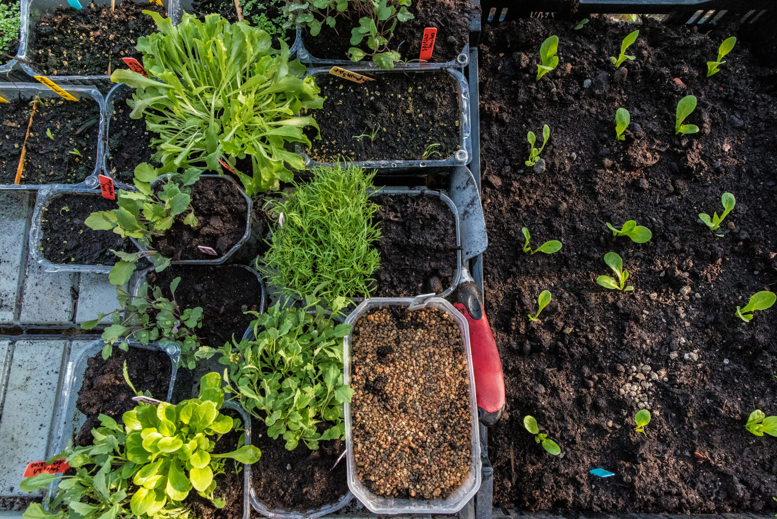 Grönsaker att så utomhus i april