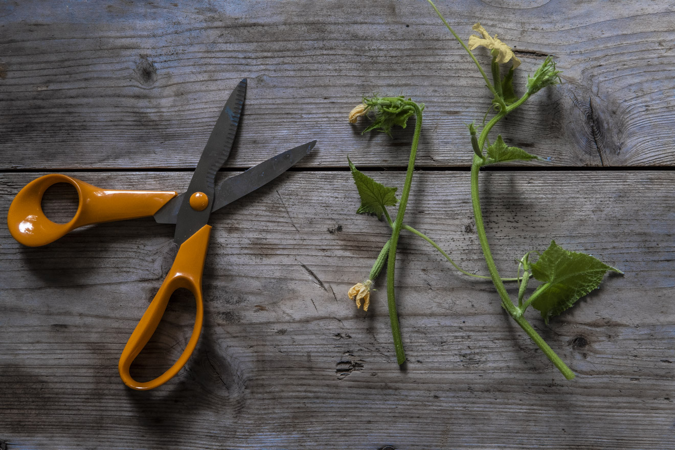 Så räddar du yviga gurkväxter sådda för tidigt
