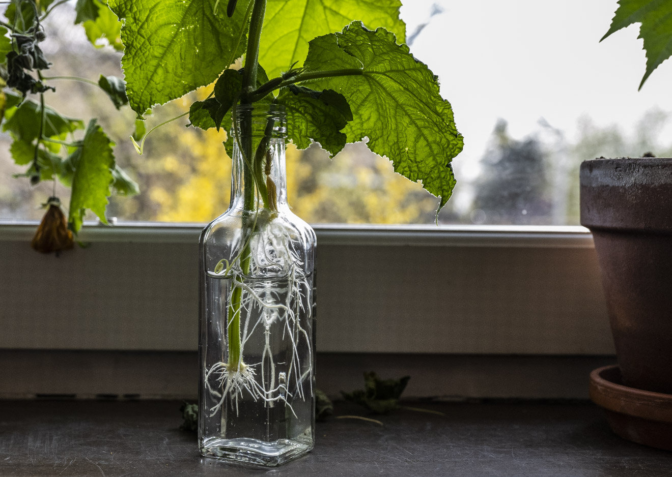 Gurksticklingar – den snabba vägen till en likadan planta