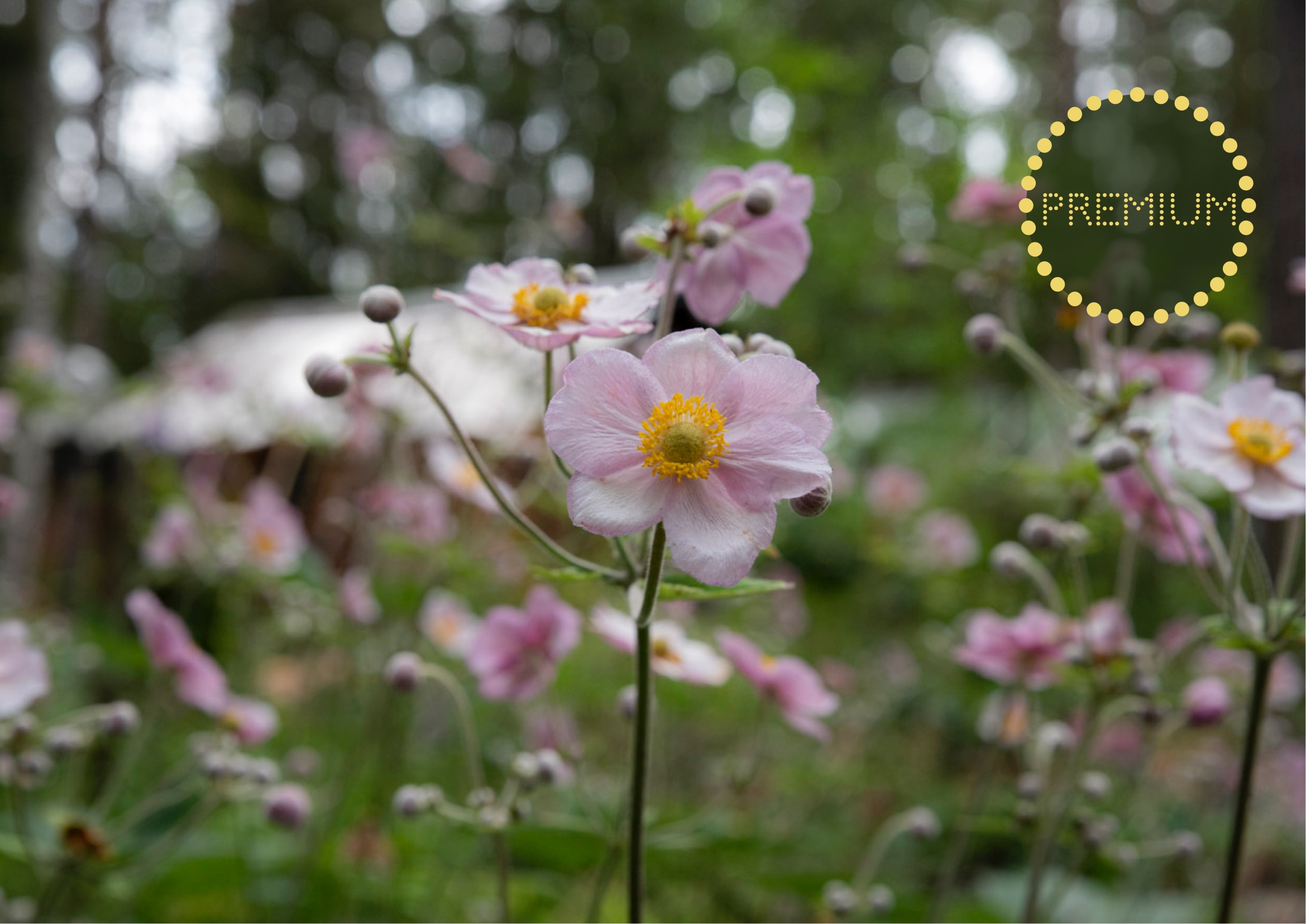 Höstanemon – höstens vackraste blomning