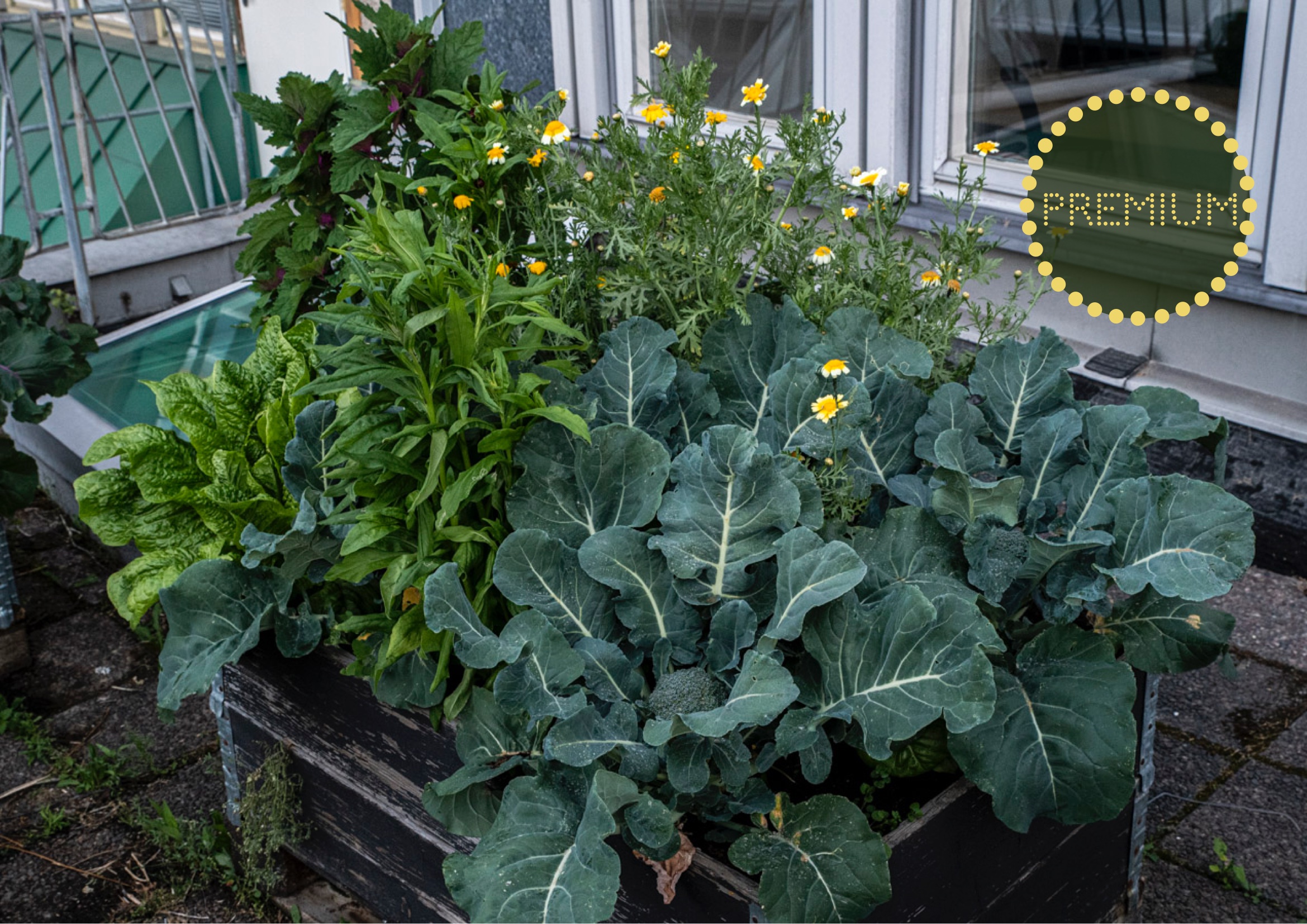 Samplantera broccoli, sallat, shungiku och jätteeternell